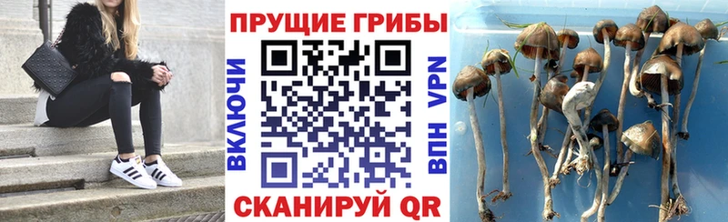 Галлюциногенные грибы прущие грибы Хвалынск